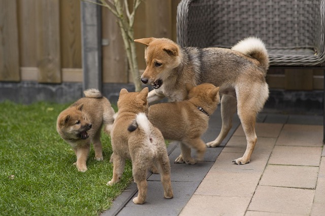 Štěňátka akita inu jsou nádherná. 