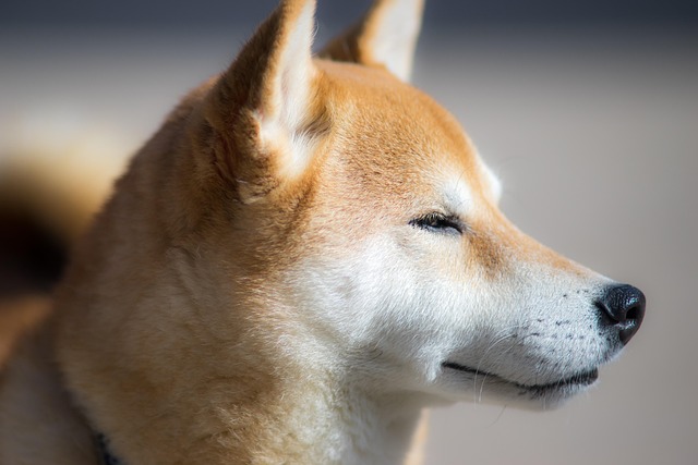 Akita inu je věrný parťák. 