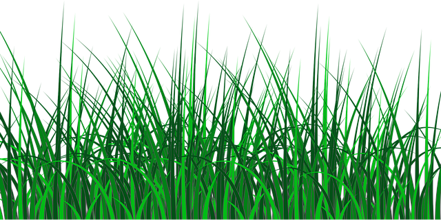 vzrostlá neposekaná tráva